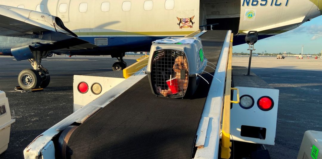 “Para viajar al exterior con mascotas hay que planificar entre 60 y 120 días antes”