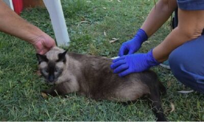 Cómo será la atención veterinaria municipal del 22 al 26 de diciembre