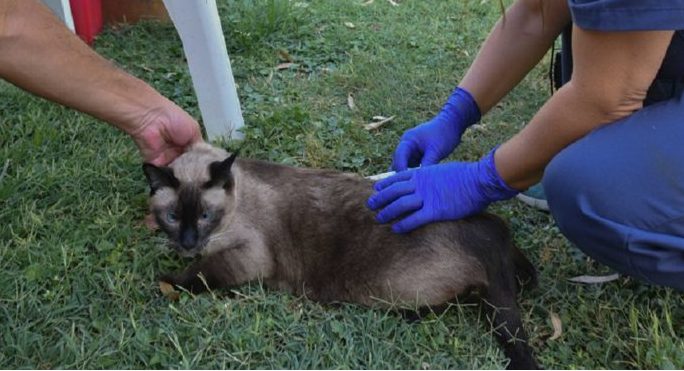 Cómo será la atención veterinaria municipal del 22 al 26 de diciembre