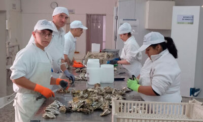 Desarrollan salsa de ostras nacional con especie invasora para producción industrial