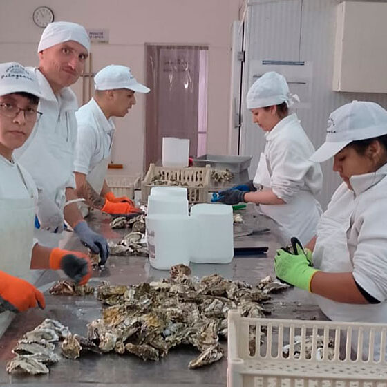 Desarrollan salsa de ostras nacional con especie invasora para producción industrial