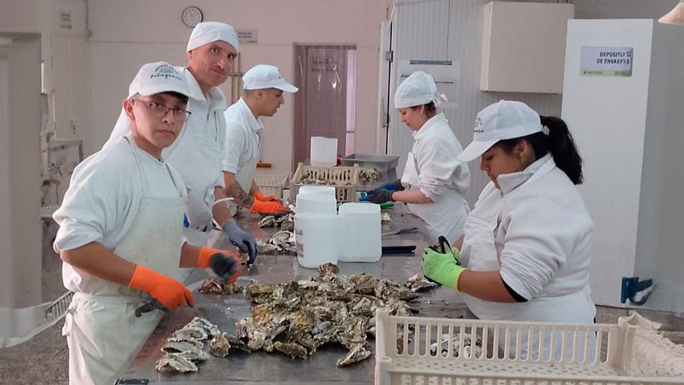 Desarrollan salsa de ostras nacional con especie invasora para producción industrial