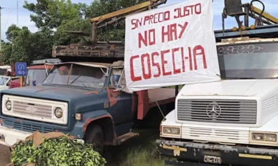 Crisis yerbatera: pequeños productores abandonan sus campos y migran a Brasil