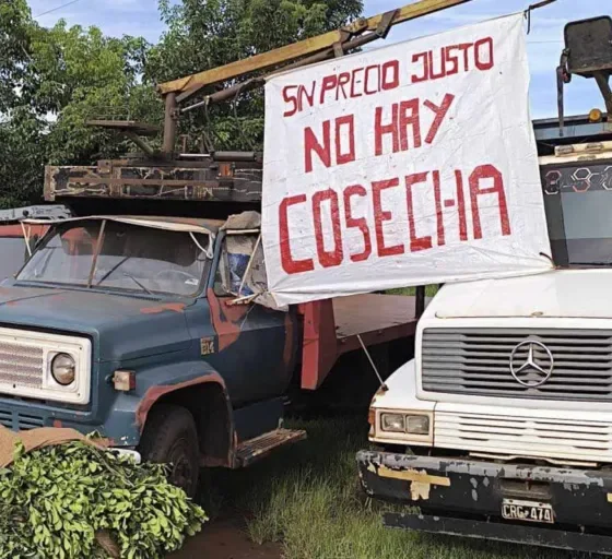 Crisis yerbatera: pequeños productores abandonan sus campos y migran a Brasil