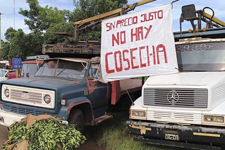Crisis yerbatera: pequeños productores abandonan sus campos y migran a Brasil