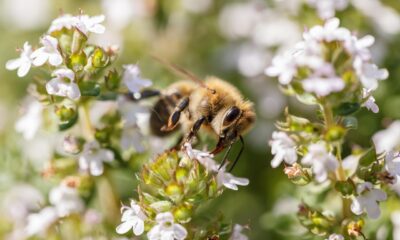 Murió un hombre en Santa Fe tras ser picado por abejas