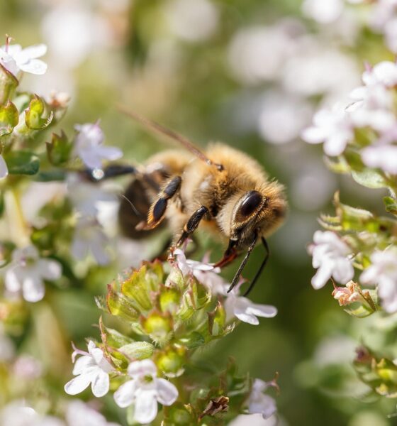 Murió un hombre en Santa Fe tras ser picado por abejas