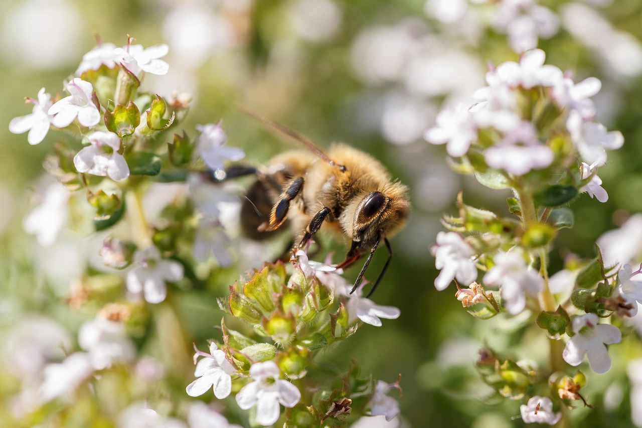 Murió un hombre en Santa Fe tras ser picado por abejas