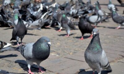 Superpoblación de palomas: la instalación de palomares anticonceptivos, el próximo paso