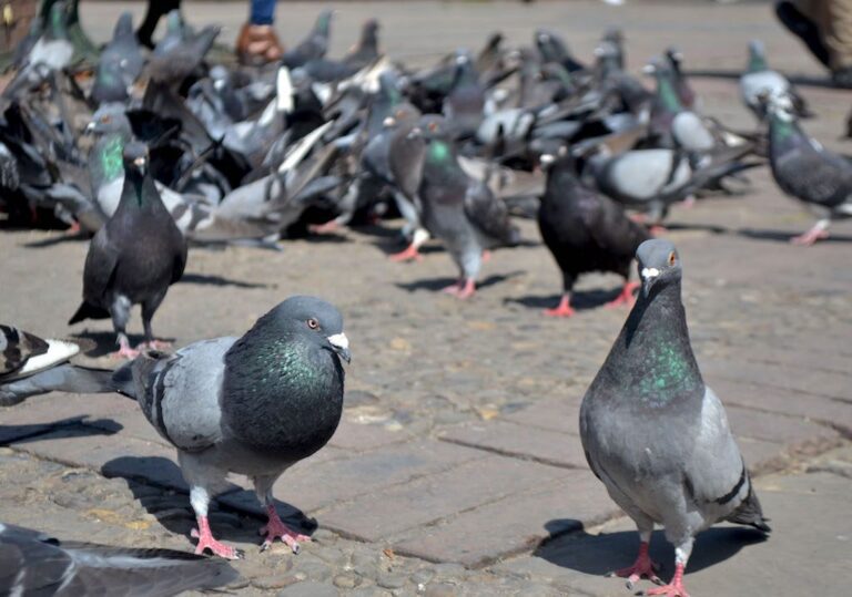 Superpoblación de palomas: la instalación de palomares anticonceptivos, el próximo paso
