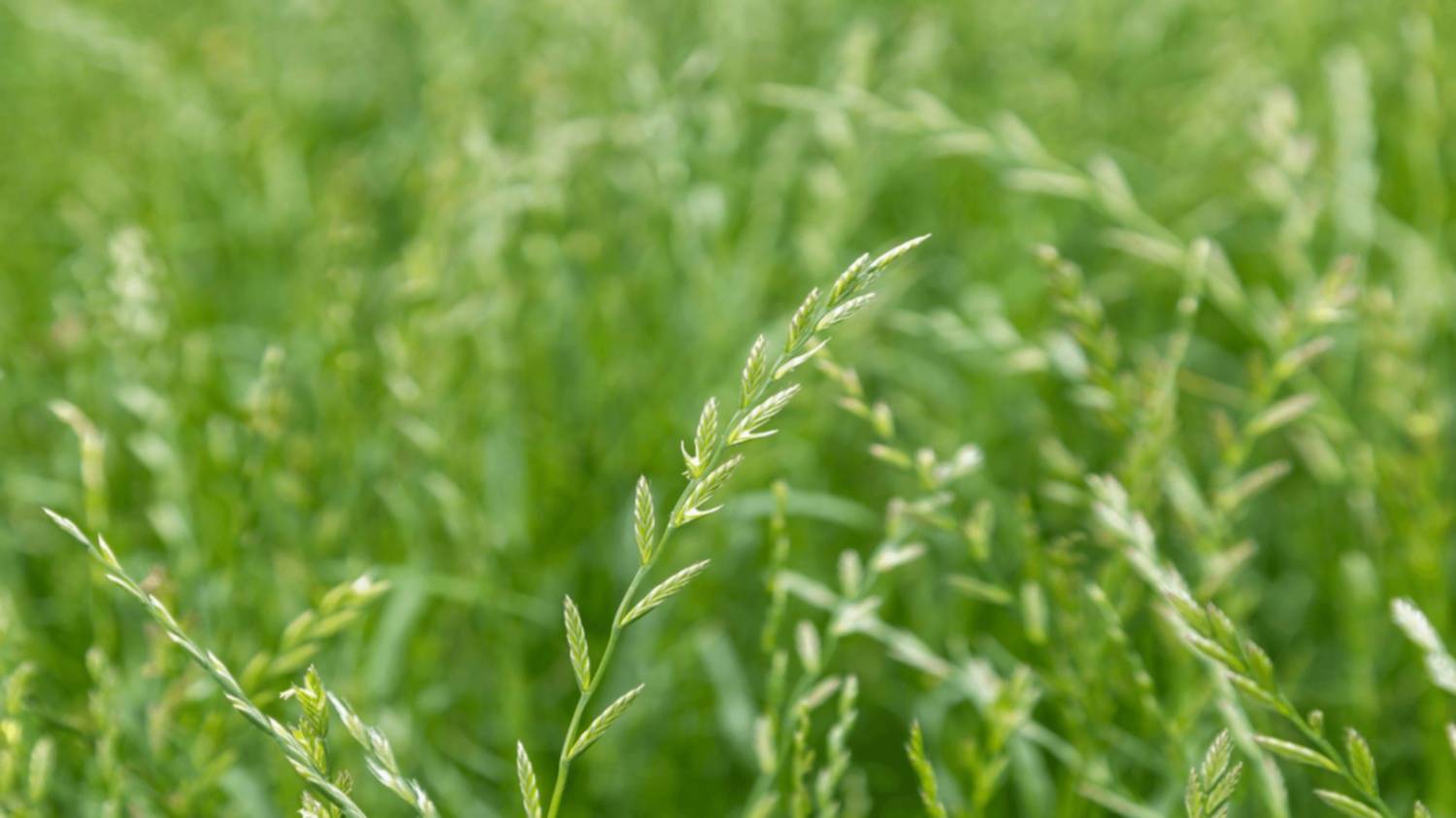 Pasturas y verdeos: ¿por qué significan una llave para la ganadería?