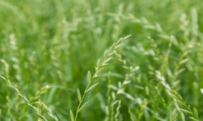 Pasturas y verdeos: ¿por qué significan una llave para la ganadería?