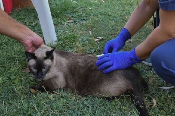 Aplicación de dosis de antirrábica