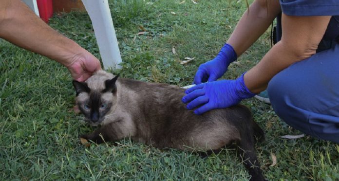 Aplicación de dosis de antirrábica