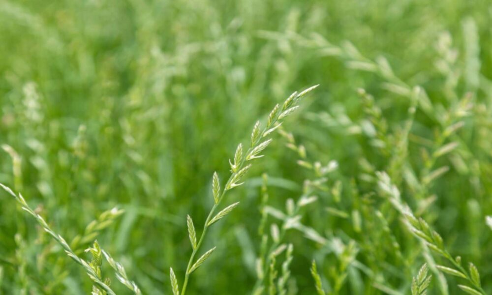 Pasturas y verdeos: ¿por qué significan una llave para la ganadería?