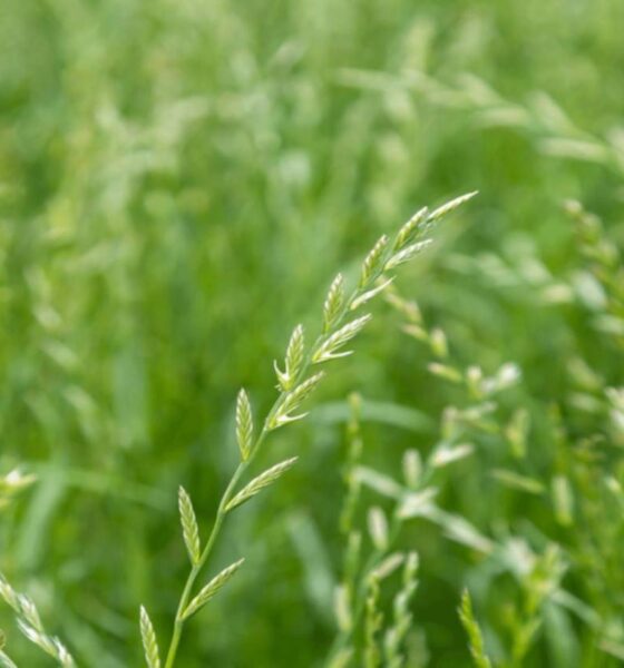 Pasturas y verdeos: ¿por qué significan una llave para la ganadería?