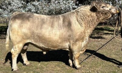 De Bordenave al mundo: la historia del toro Murray Grey que rompió los paradigmas