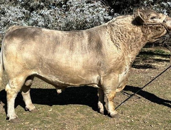 De Bordenave al mundo: la historia del toro Murray Grey que rompió los paradigmas