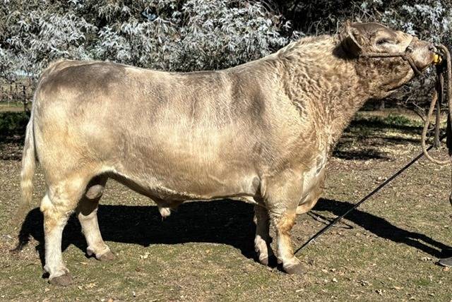 De Bordenave al mundo: la historia del toro Murray Grey que rompió los paradigmas