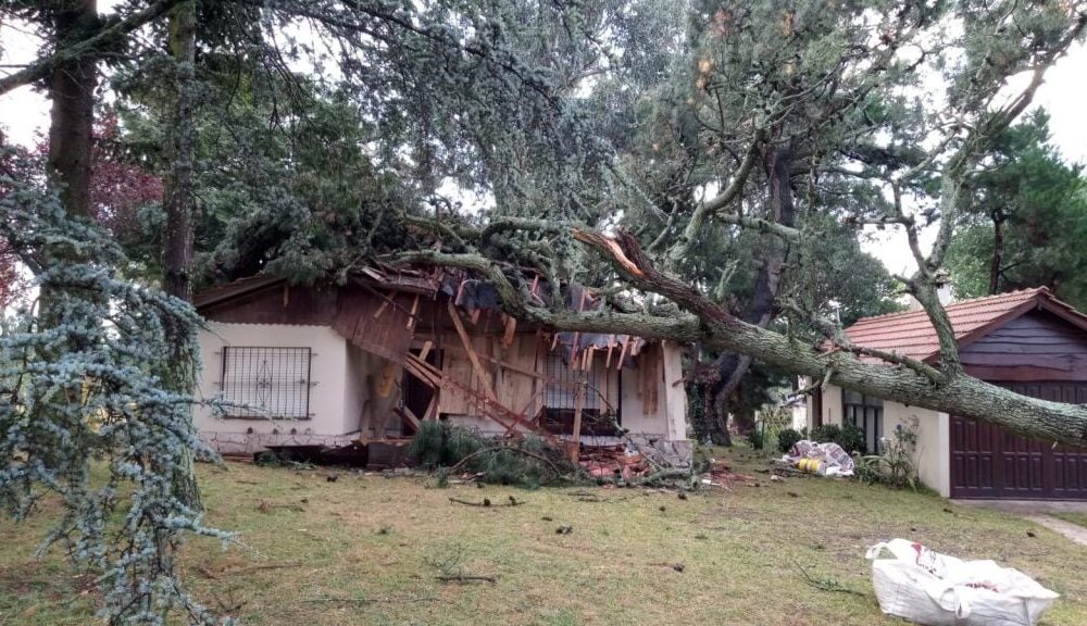 Temporal en Sierra de la Ventana derribó arboles: “Fue terrible, como si se tratara de la cola de un tornado”