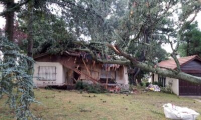 Temporal en Sierra de la Ventana derribó arboles: “Fue terrible, como si se tratara de la cola de un tornado”