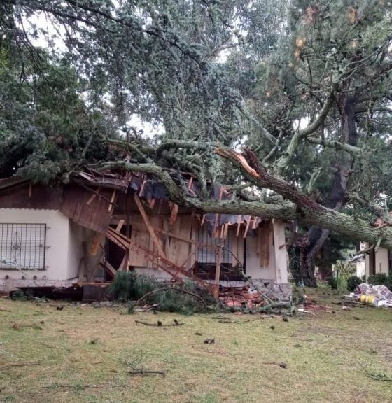 Temporal en Sierra de la Ventana derribó arboles: “Fue terrible, como si se tratara de la cola de un tornado”