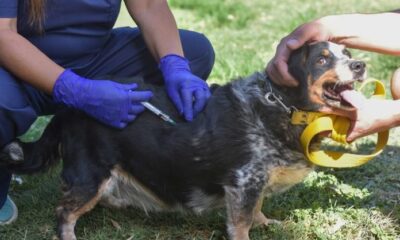 El municipio detalló el cronograma de atención veterinaria y vacunación antirrábica