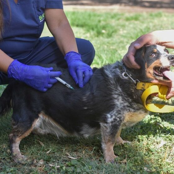 El municipio detalló el cronograma de atención veterinaria y vacunación antirrábica
