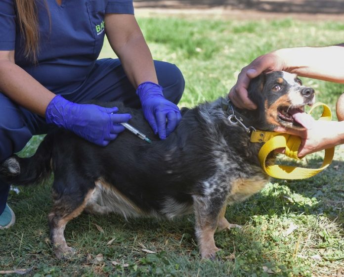El municipio detalló el cronograma de atención veterinaria y vacunación antirrábica