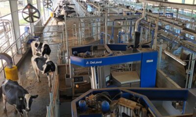 ¿De qué manera la inteligencia artificial está transformando al campo argentino?