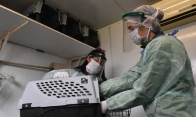 Vacunación antirrábica y móviles de castración