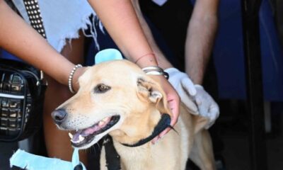 Servicios destinados a mascotas