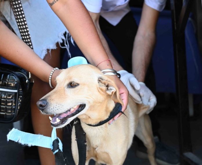 Servicios destinados a mascotas