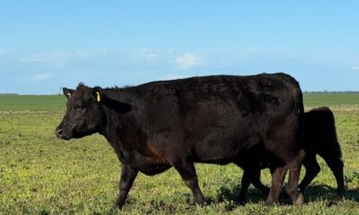 El Senasa libera la elección del veterinario para la vacunación de ganado
