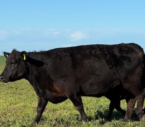 El Senasa libera la elección del veterinario para la vacunación de ganado