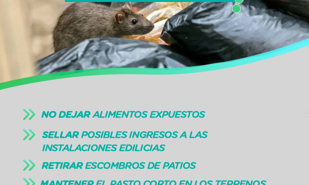 Bromatología y Zoonosis: Recomendaciones para prevenir la presencia de roedores