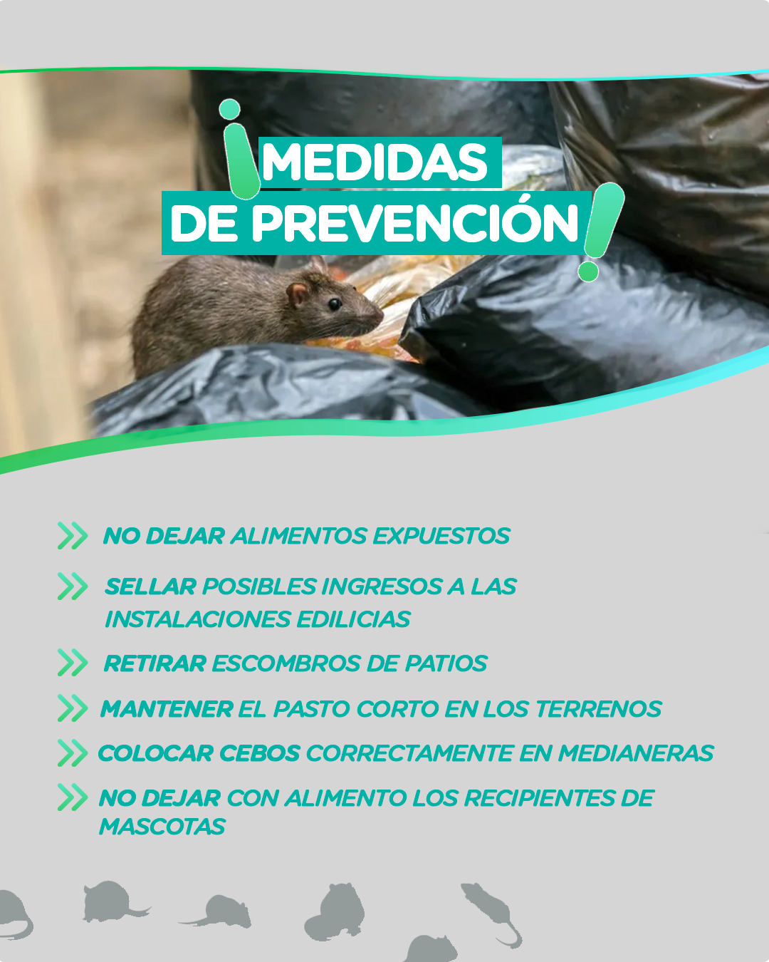 Bromatología y Zoonosis: Recomendaciones para prevenir la presencia de roedores