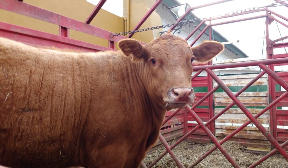 Críticas a la a la desregulación en la vacunación antiaftosa