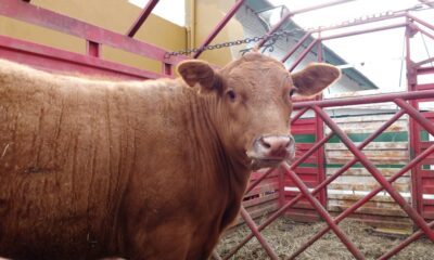 Críticas a la a la desregulación en la vacunación antiaftosa