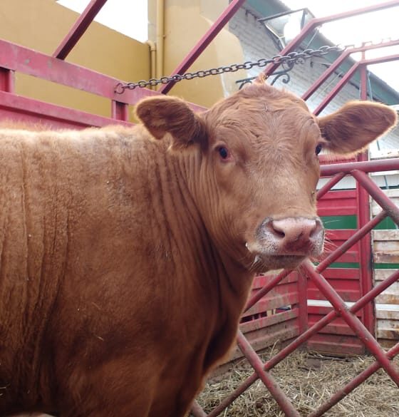 Críticas a la a la desregulación en la vacunación antiaftosa