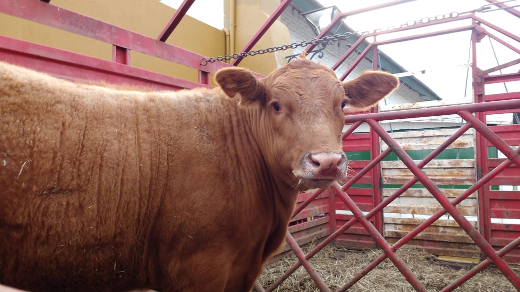 Críticas a la a la desregulación en la vacunación antiaftosa