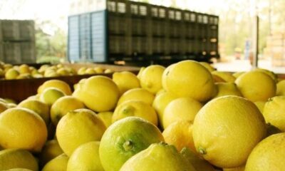 MILEI en TUCUMÁN: JALDO recibió al PRESIDENTE y CRECE el MALESTAR DESDE el SECTOR CITRÍCOLA