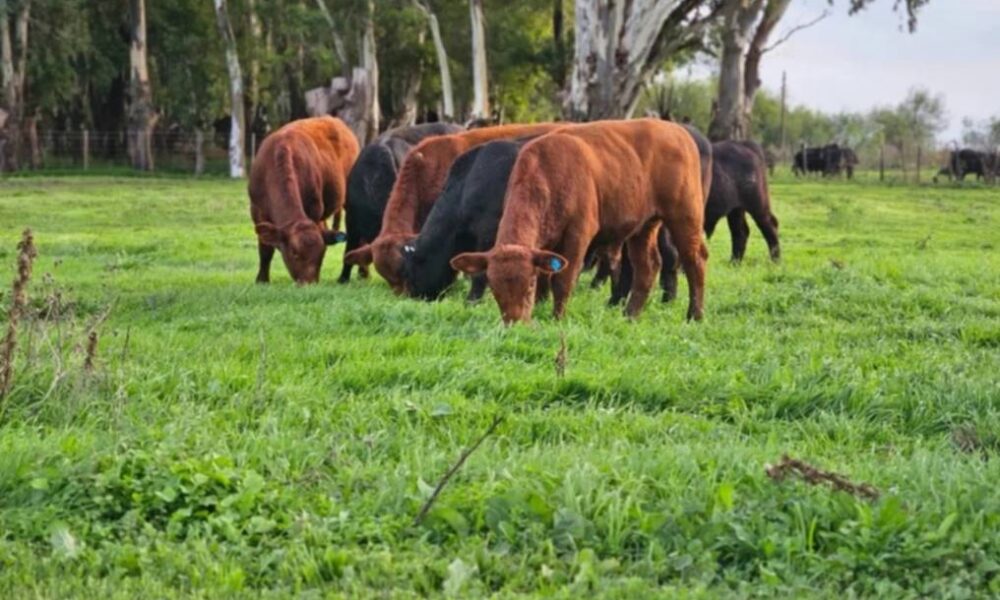 Sudoeste bonaerense: un proyecto internacional apunta al pastoreo como un proceso regenerativo