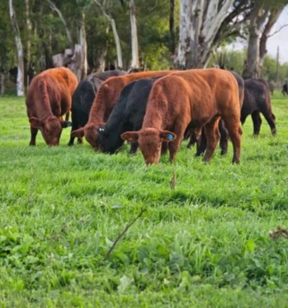 Sudoeste bonaerense: un proyecto internacional apunta al pastoreo como un proceso regenerativo