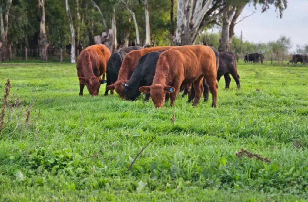Sudoeste bonaerense: un proyecto internacional apunta al pastoreo como un proceso regenerativo