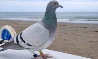 El faro, el dron y la paloma mensajera