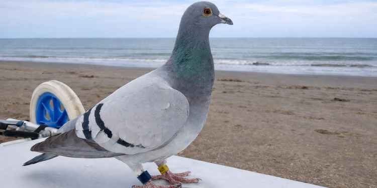 El faro, el dron y la paloma mensajera
