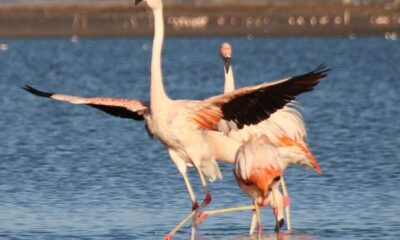 Avistaje de flamencos en el corazón bonaerense: donde contemplar la segunda colonia más grande de América