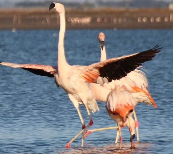 Avistaje de flamencos en el corazón bonaerense: donde contemplar la segunda colonia más grande de América
