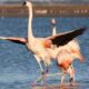 Avistaje de flamencos en el corazón bonaerense: donde contemplar la segunda colonia más grande de América